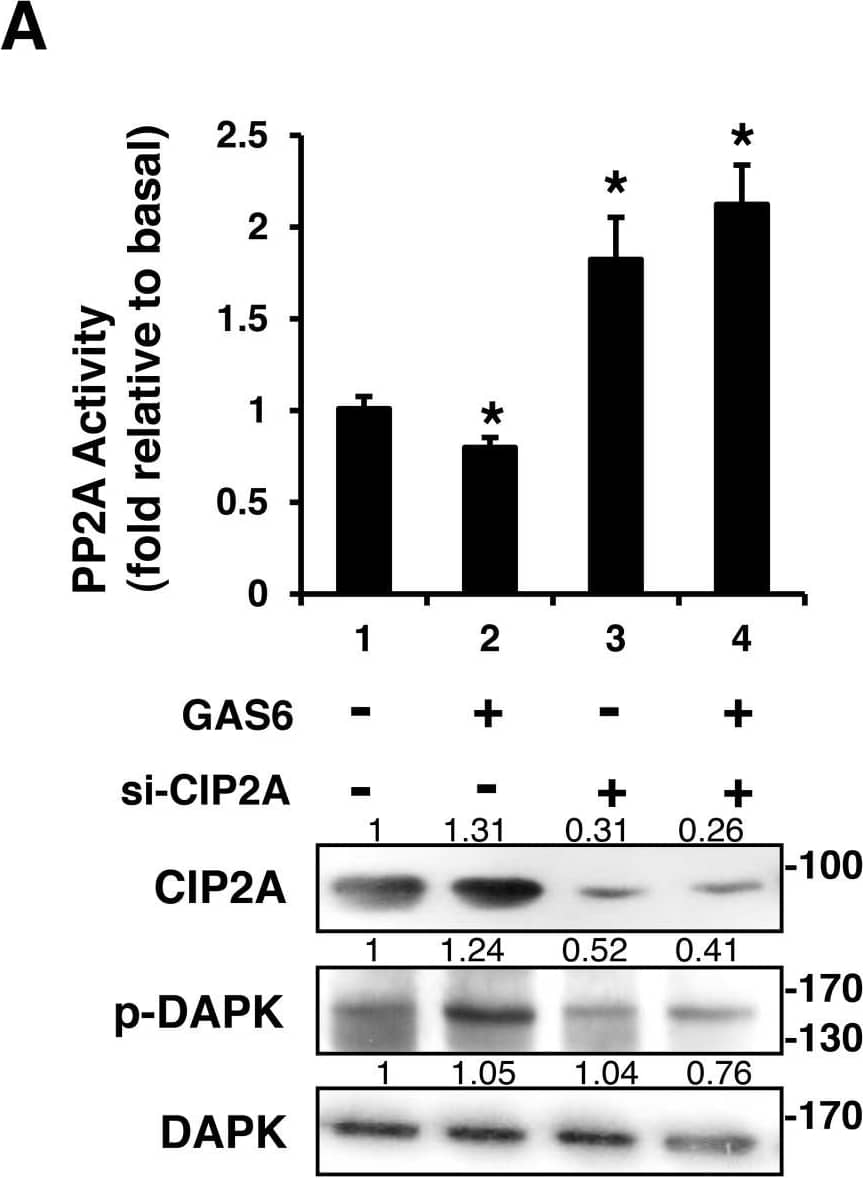 CIP2A Antibody