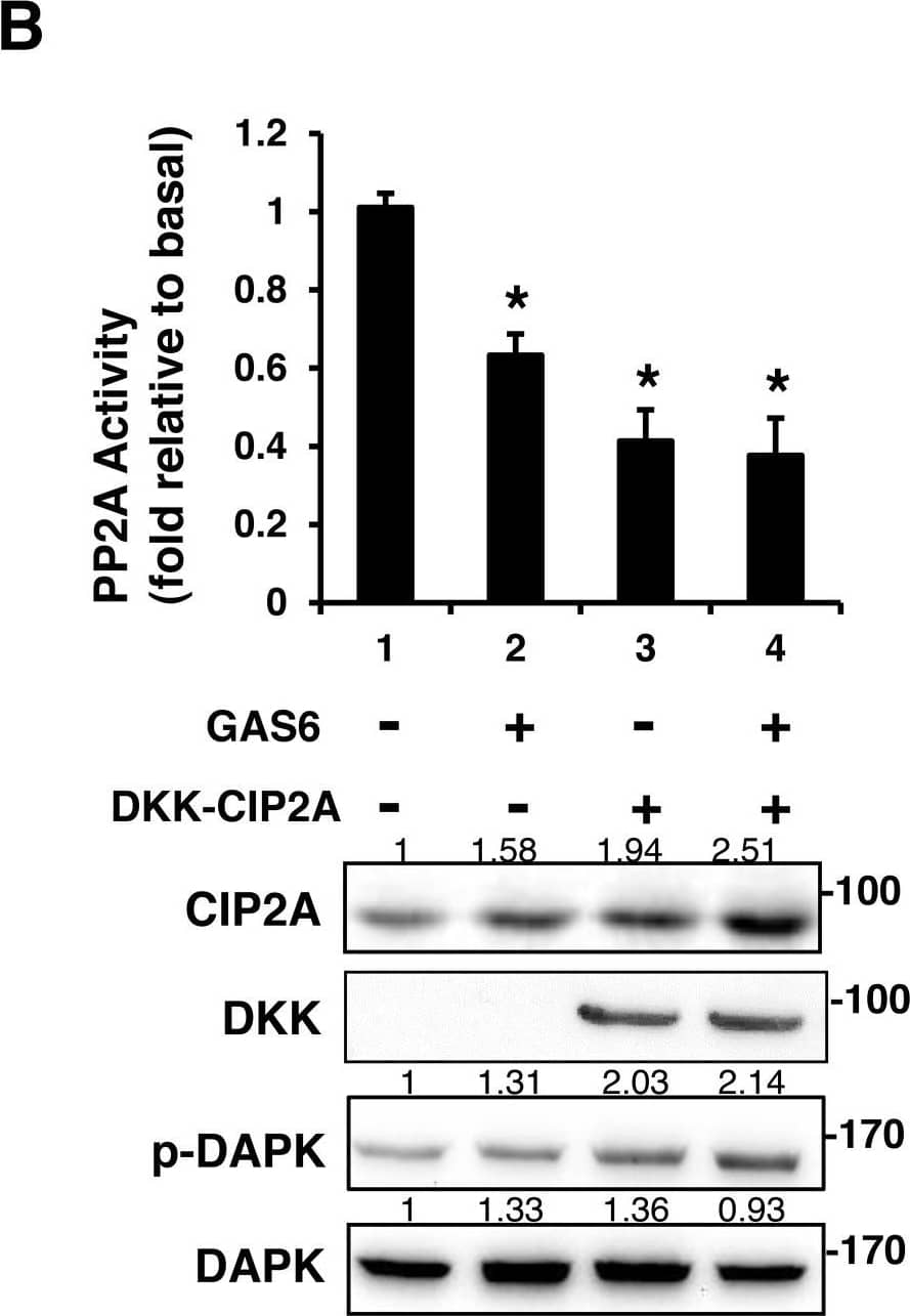 CIP2A Antibody
