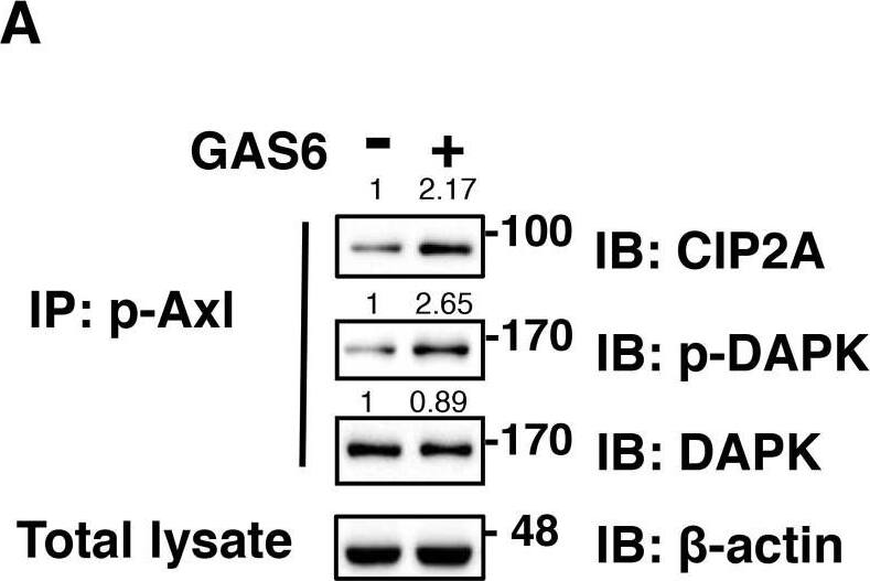CIP2A Antibody