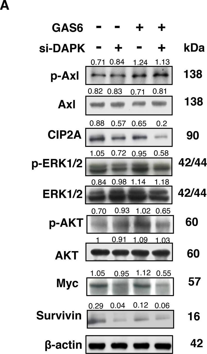 CIP2A Antibody