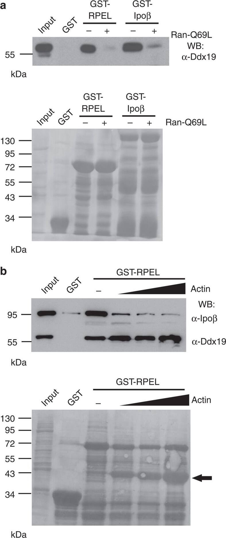 DDX19B Antibody