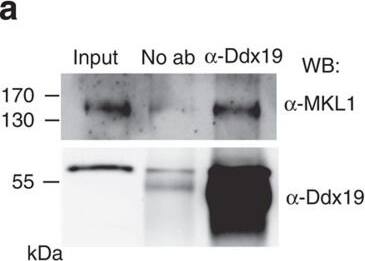DDX19B Antibody