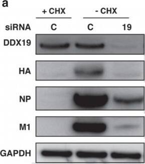 DDX19B Antibody