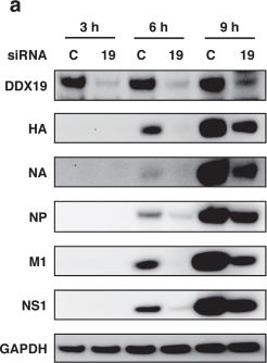 DDX19B Antibody