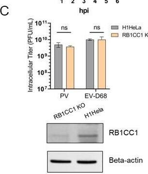 RB1CC1 Antibody