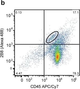 CD117/c-kit Antibody (2B8) - BSA Free
