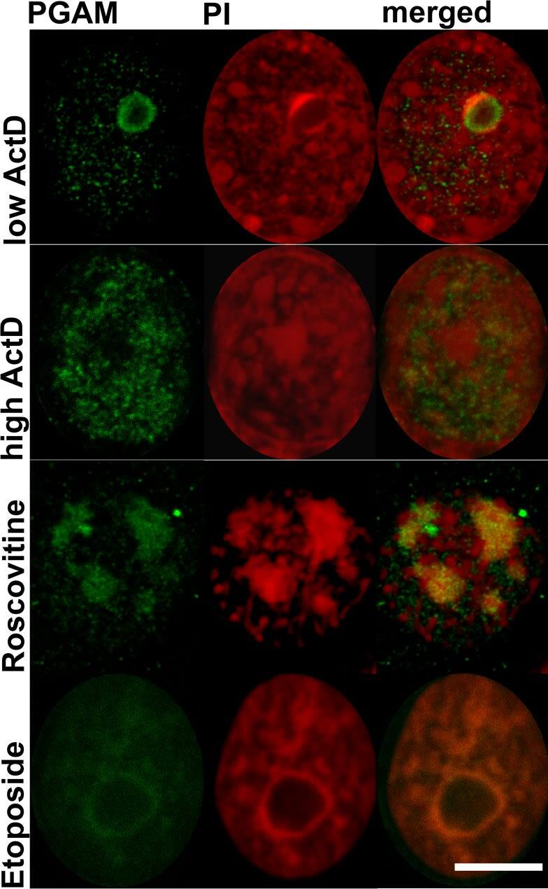 PGAM1/2/4 Antibody