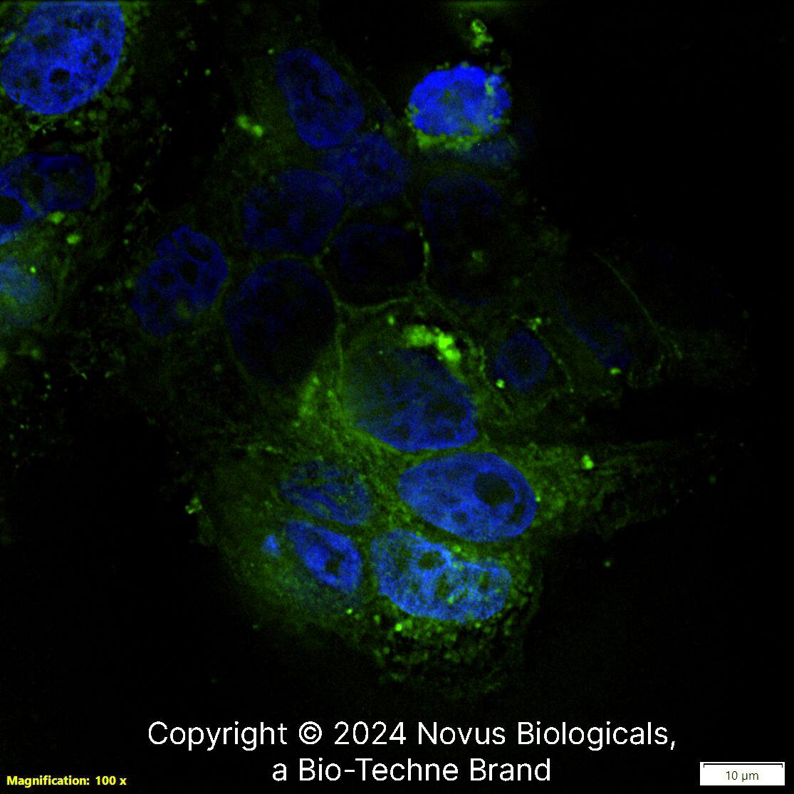 CD24 Antibody (ML5) [FITC]