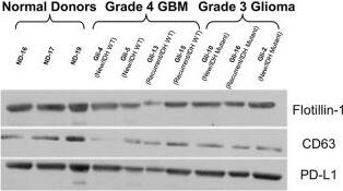 CD63 Antibody (MEM-259) - BSA Free (NB100-77913) by Novus
