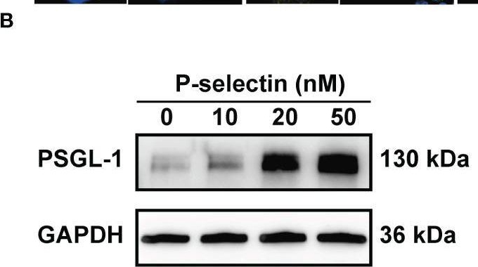 PSGL-1/CD162 Antibody (HECA-452) - BSA Free