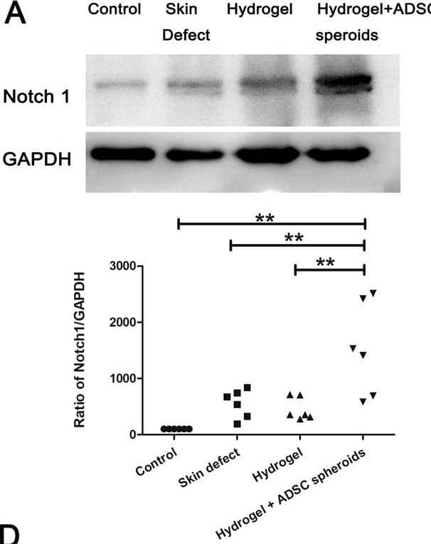 Notch-1 Antibody (mN1A) - BSA Free