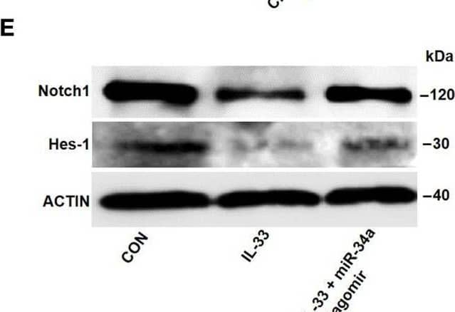 Notch-1 Antibody (mN1A) - BSA Free