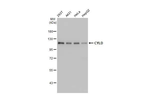 CYLD Antibody