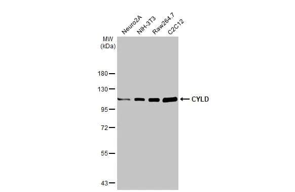 CYLD Antibody - Azide and BSA Free