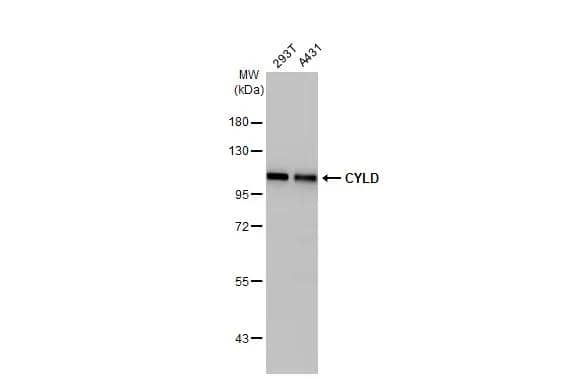 CYLD Antibody - Azide and BSA Free