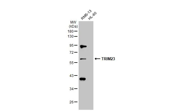 TRIM23 Antibody
