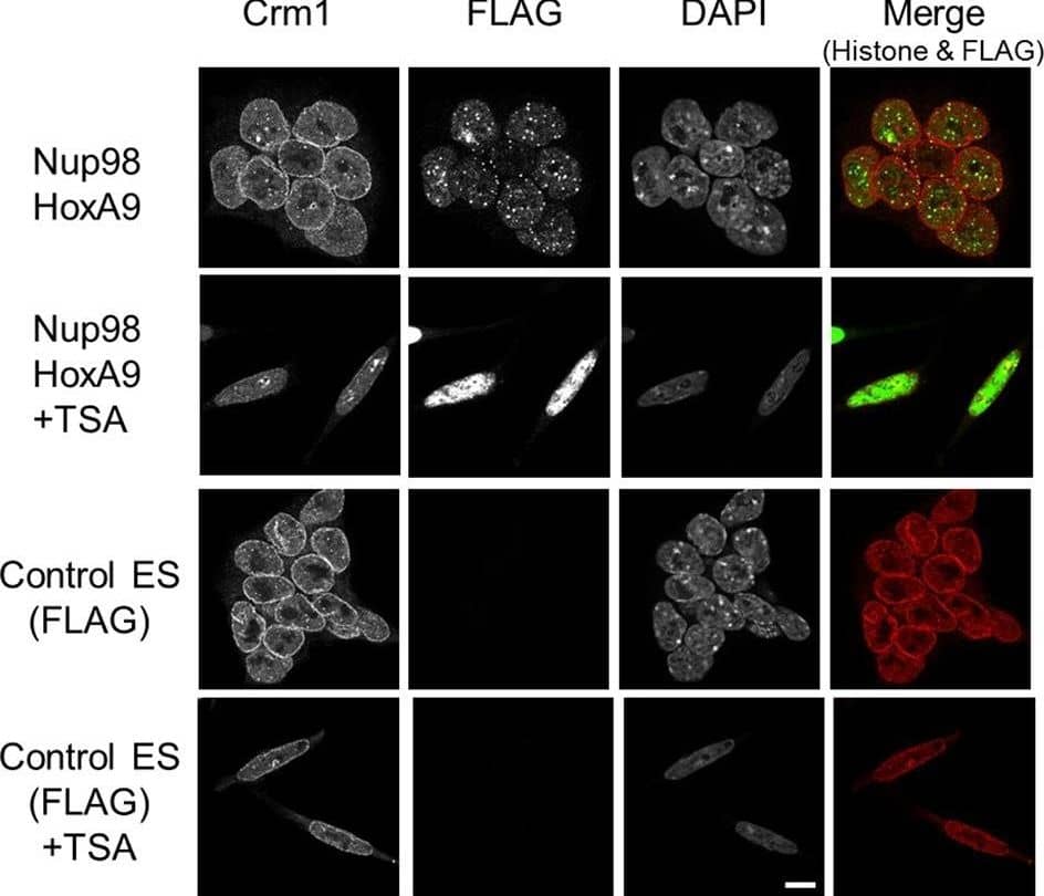 CRM1 Antibody