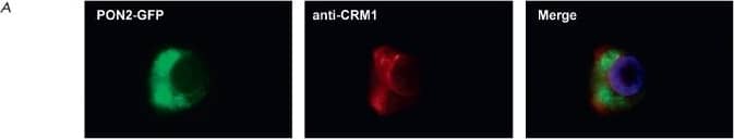 CRM1 Antibody