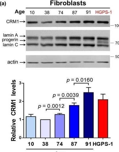 CRM1 Antibody - BSA Free