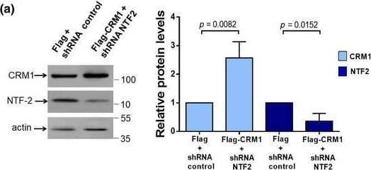 CRM1 Antibody - BSA Free