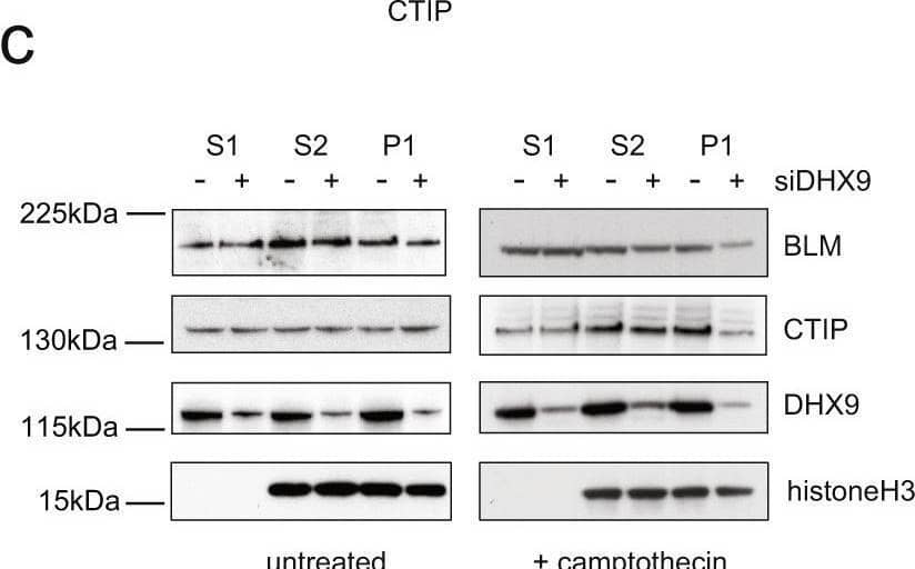 CtIP Antibody - BSA Free