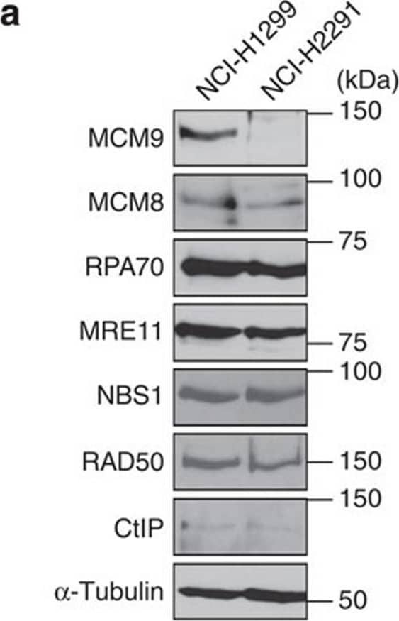 CtIP Antibody - BSA Free