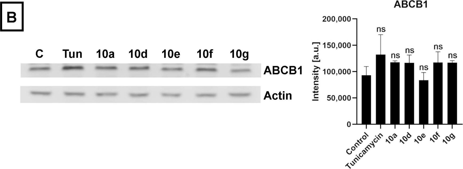 MDR1/ABCB1 Antibody - BSA Free