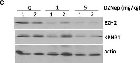 KPNA3 Antibody