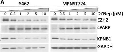 KPNA3 Antibody