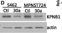 KPNA3 Antibody