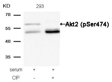 AKT2 [p Ser474] Antibody - BSA Free