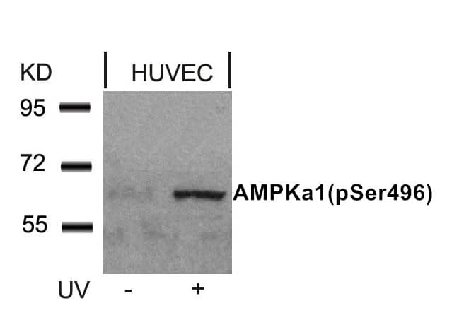 AMPK alpha 1 [p Ser496] Antibody