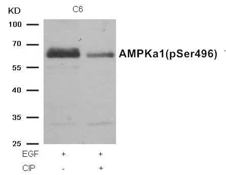 AMPK alpha 1 [p Ser496] Antibody