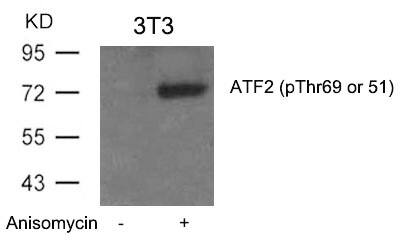 ATF2 [p Thr69] Antibody - BSA Free