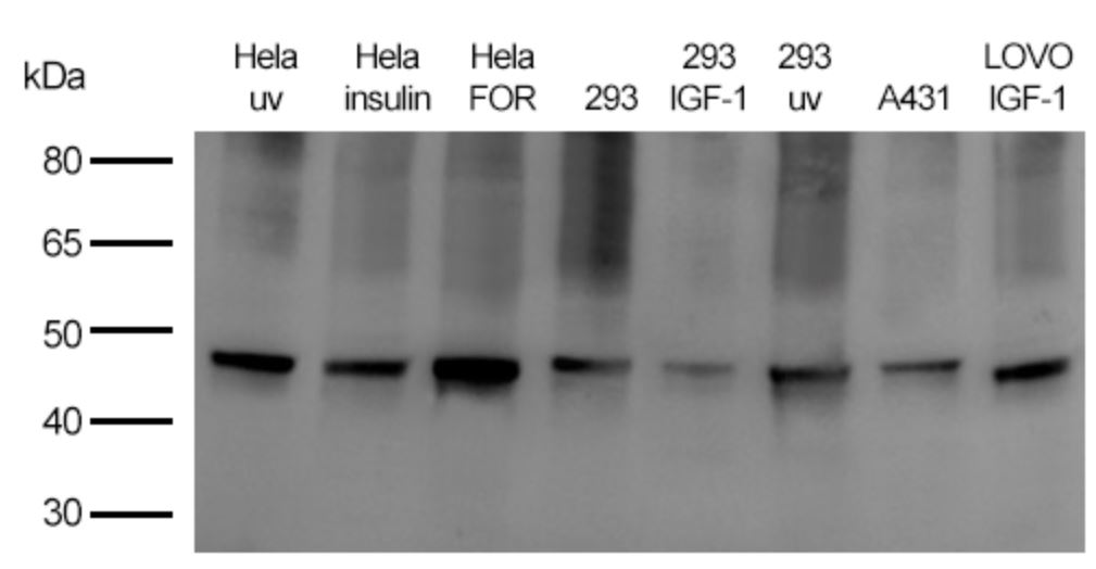 ATF4 [p Ser245] Antibody