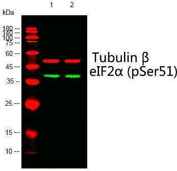 eIF2A [p Ser51] Antibody