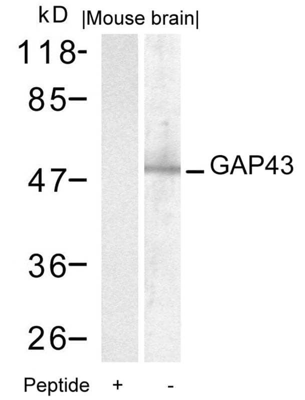 GAP-43 Antibody - BSA Free