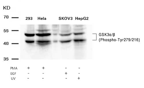 GSK-3 beta [p Tyr279, p Tyr216] Antibody - BSA Free