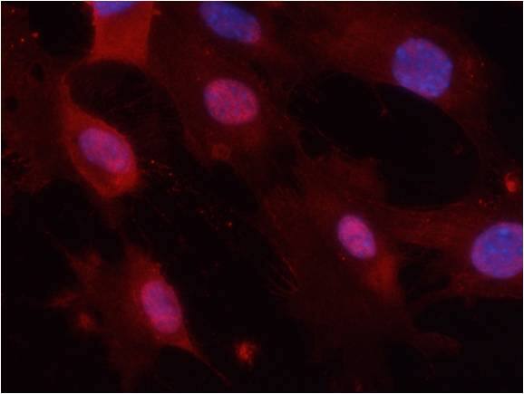 GSK-3 beta [p Tyr279, p Tyr216] Antibody - BSA Free