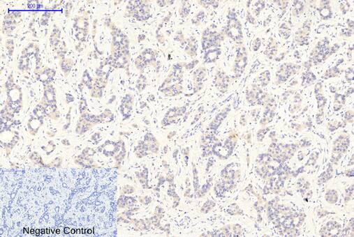 GSK-3 beta [p Tyr279, p Tyr216] Antibody