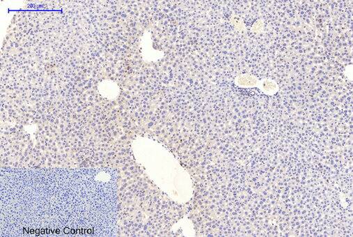 GSK-3 beta [p Tyr279, p Tyr216] Antibody