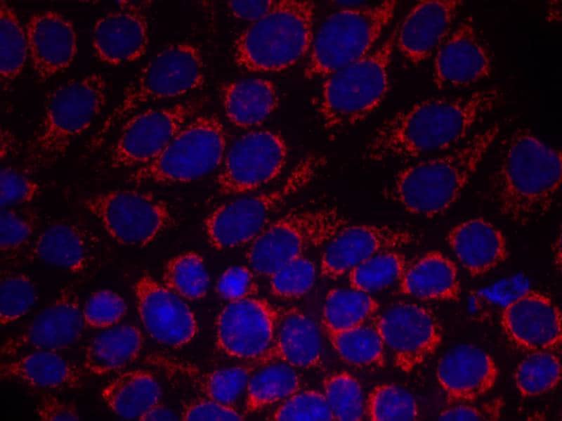 ErbB2/Her2 Antibody - BSA Free