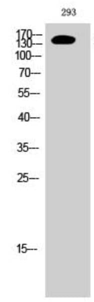 ErbB2/Her2 [p Tyr1248] Antibody