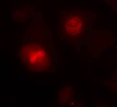 Histone H3.1 Antibody - BSA Free