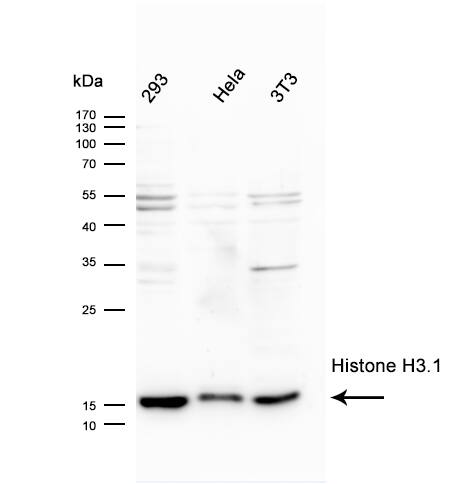Histone H3.1 Antibody