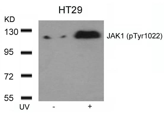 Jak1 [p Tyr1022] Antibody