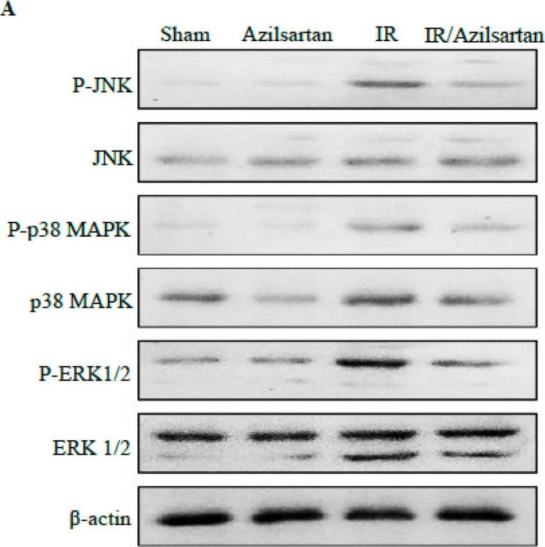 JNK1 [p Thr183] Antibody - BSA Free
