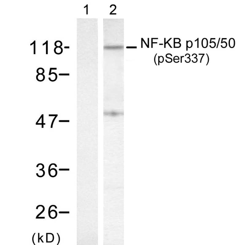 NFkB p105/p50 [p Ser337] Antibody - BSA Free