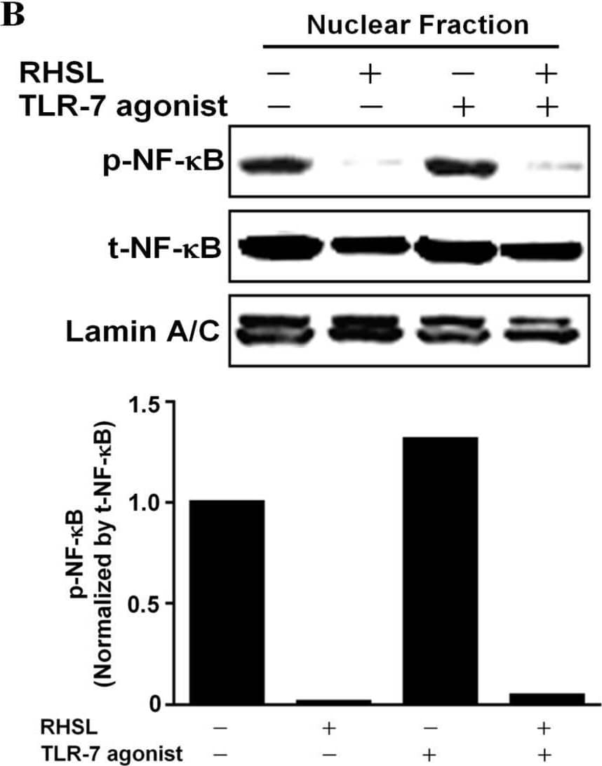 RelA/NFkB p65 [p Ser536] Antibody