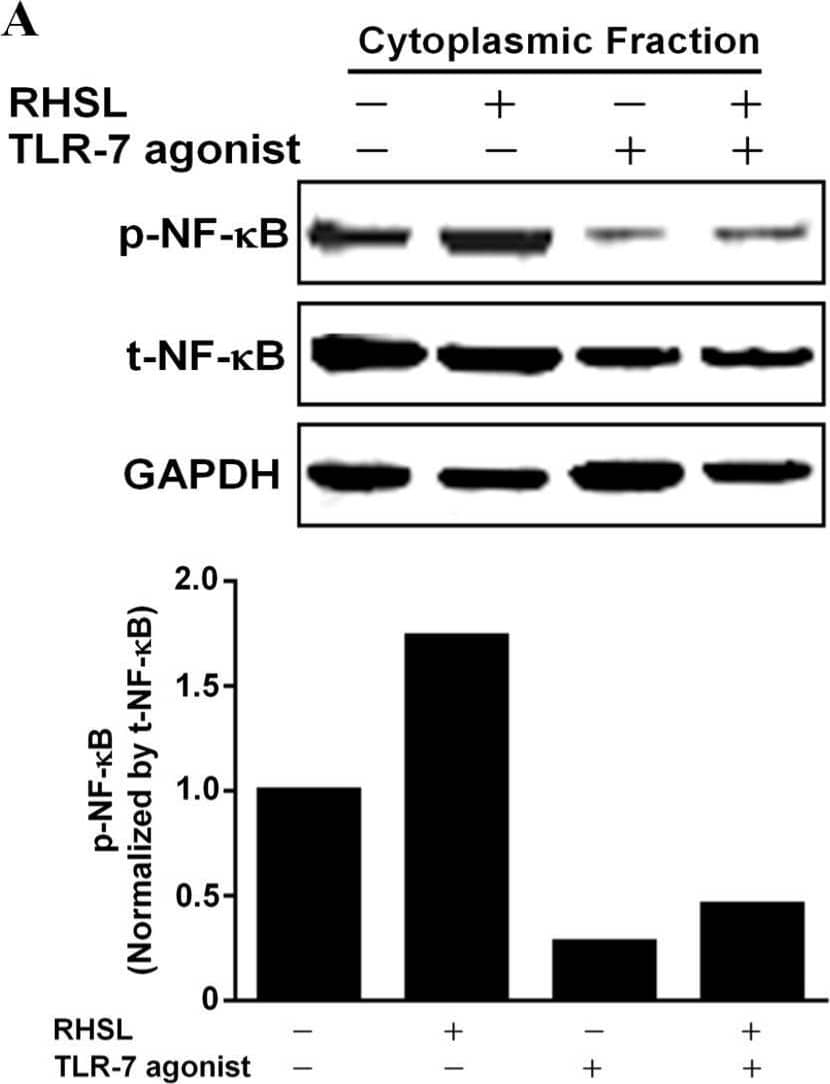 RelA/NFkB p65 [p Ser536] Antibody